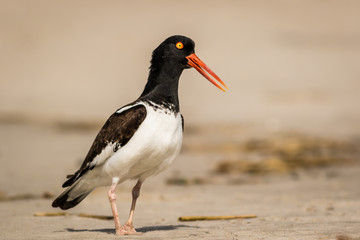 American Oystercatcher (Haematopus palliatus) on the the beach on a sunny morning in Cape May, NJ