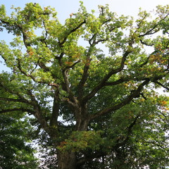 huge old oak tree with many green leaves