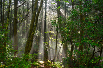 Naklejka premium 雨上がりの青木ヶ原樹海
