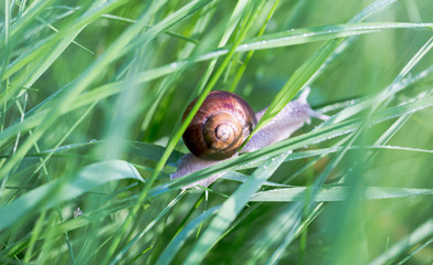Single snail slides on the grass blade