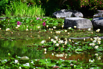 Water lily flowers at Japanese garden, Japan.