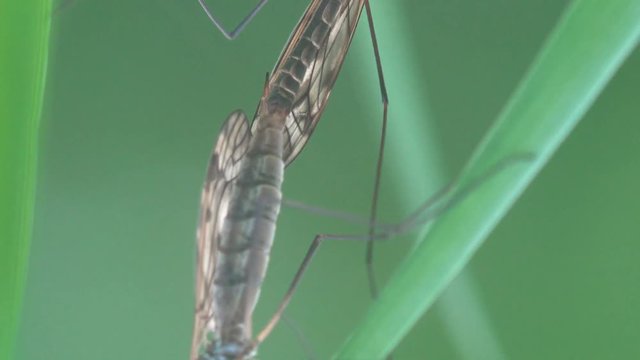 Insect Mosquito, Crane fly, Reproduction two Tipula luna male sitting on green leaf. Macro