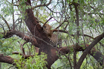 Fototapeta na wymiar Leopard resting on a tree in African safari