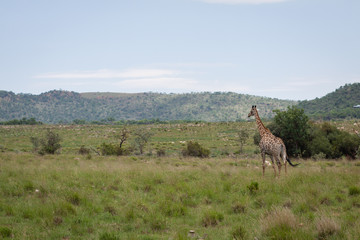 Naklejka na ściany i meble Giraffe walking in the middle of grass and trees in the African savanna
