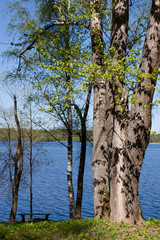 Birches on the shore of the Volga