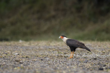Crested Caracara - Caracara cheriway, beautiful raptor from New World forests, Costa Rica.
