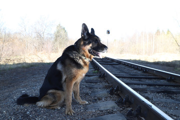 Dog German Shepherd on the railway road in a sunny day