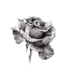 rose on white background hand drawn