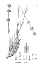 Illustration of plant