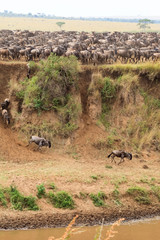 The migration of large herds of wildebeest. Africa