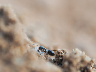 A small ant carries a larva. Background sand