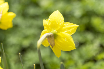 Yellow daffodil with water droplets on a green grass background,