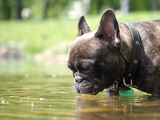 Dog drinking water from the lake. Portrait of a bulldog