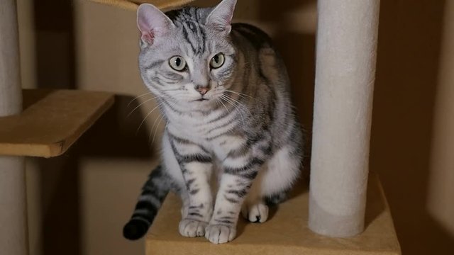 Cute American Shorthair Cat