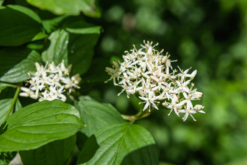 Blüte vom Hartriegel Strauch im Wald