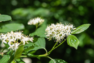 Blüte eines Hartriegel am Waldrand