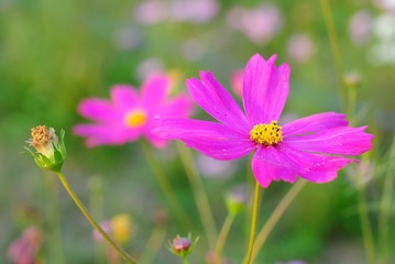 Fototapeta premium różowy kwiat kosmosu