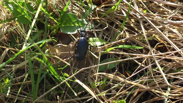 Big black beetle creeps in the green grass, American Oil Beetles are type of Blister beetle, macro insect