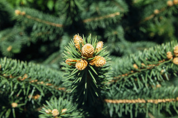 Spruce stick with young gold cones. 