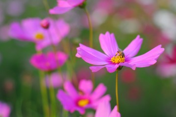 Fototapeta premium pink cosmos flower blooming in the field 