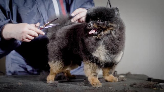 Funny small dog with tongue waiting new hairstyle. Professional groomer shearing dark fluffy pet with scissors in studio on black table