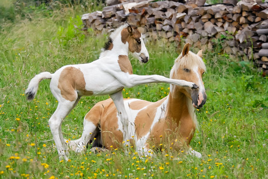 Fototapeta Pony foal kicks its mother with its front hoof, coat color pinto with tobiano patterns