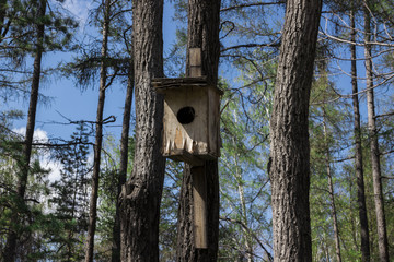 old birdhouse hanging on a tree