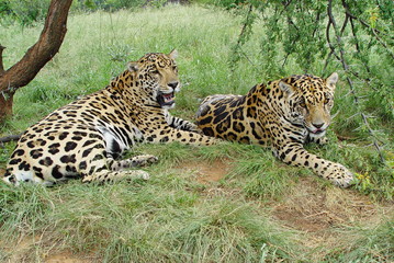 Jaguar im Doppelpack