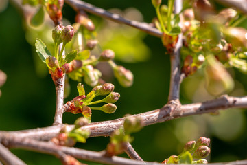 Branch of Apple tree with undisclosed buds
