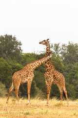 Duel giraffes in the savannah. Masai Mara, Kenya