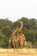 Giraffes. The battle in the savannah. Kenya, Africa