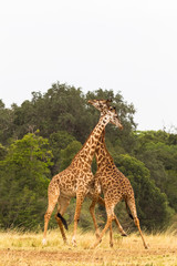 Fototapeta premium The battle of giraffes. Kenya, Africa