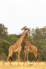 The battle of giraffes in the savannah. Kenya, Africa