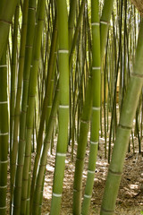 Bamboo forest in Anduze France