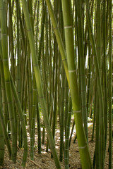Bamboo forest in Anduze France