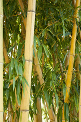 Obraz premium Bamboo forest in Anduze France