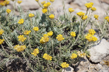 Immortelle (H&eacute;licryse italienne) sur l'&icirc;le de Minorque, Bal&eacute;ares, Espagne