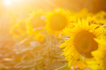 Sunflower field at sunset. Filtered Instagram effect