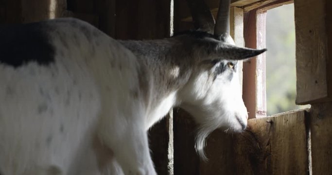 Goat looking through barn window