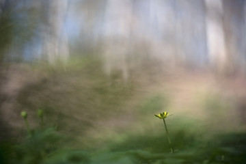 Ficaria verna (Ranunculus ficaria, lesser celandine or pilewort)