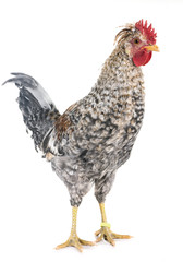 cream legbar chicken