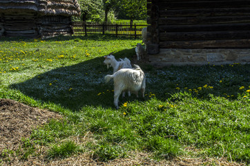 koza © wedrownik52