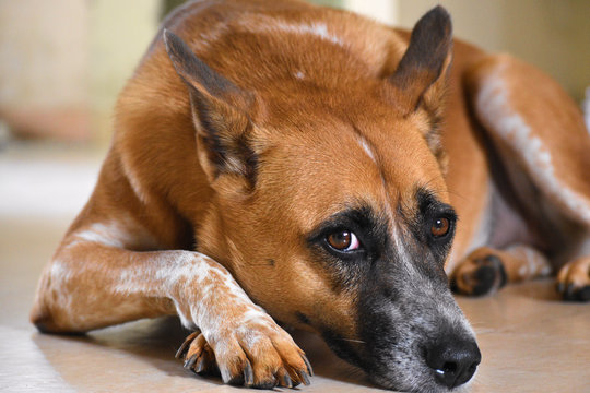 Combai Indian breed
