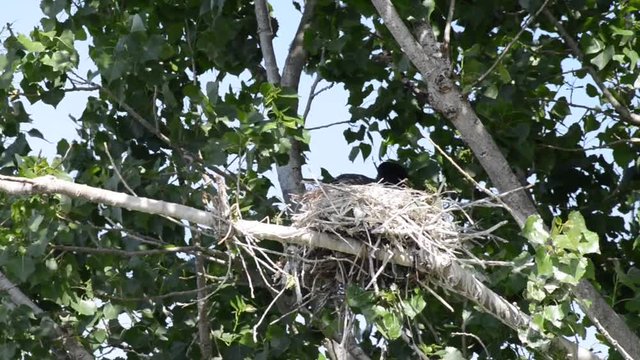 HD Video of double crested cormorants nesting in the top of tree with green leaves, wind blowing branches.