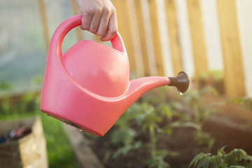 Watering seedling tomato plant in greenhouse garden with red watering can. Gardening concept