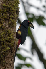 Fiery-billed Aracari, Pteroglossus frantzii, bird with big bill. Toucan sitting on the branch in the forest, Boca Tapada, Laguna de Lagarto Lodge, Costa Rica. Birdwatching travel in central America.