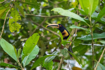 Fiery-billed Aracari, Pteroglossus frantzii, bird with big bill. Toucan sitting on the branch in the forest, Boca Tapada, Laguna de Lagarto Lodge, Costa Rica. Birdwatching travel in central America.