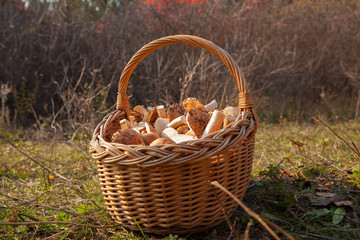 Fototapeta na wymiar Mushrooms in the basket