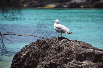 Belle mouette posée sur un rocher face à l'eau turquoise de l'ile de Minorque aux Baléares (Espagne).