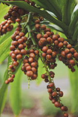 Tropical flowering plant, Langsat Fruit under natural tropical forests. Close up.
